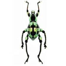 Metapocyrtus subquadrulifer ONE REAL GREEN BLACK WEEVIL BEETLE PHILIPPINES