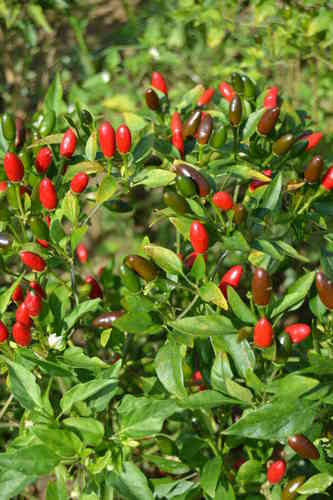 20 Semillas de Chile Piquin ( Capsicum Annuum) seeds, llavors - Photo 1/1