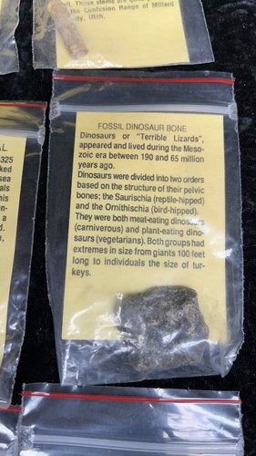 LOT Rocks, Teeth, Ammonite, Fish, Algae, Coral, Trilobite, Fossilized, + Others - Picture 6 of 9