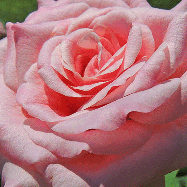 roseページ First Lady Mamie Eisenhower Pink Blush Rose Seedling | eBay