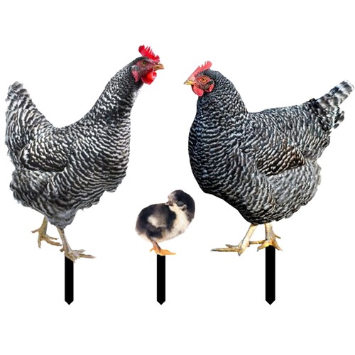 3* Flat Chicken Stake Family Decor Realistic Garden Statues Yard Art Rustic Deco