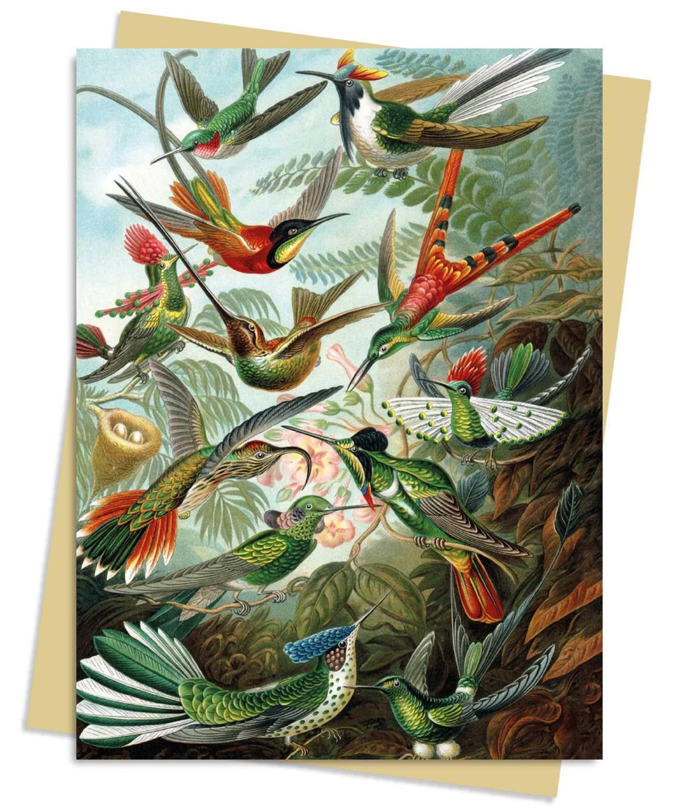 Ernst Haeckel: Hummingbirds Greeting Card Pack by Flame Tree... - - Image 5
