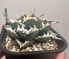 Foto 2 di 3