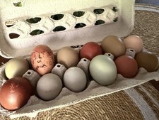     Olive Egger Fertile Hatching eggs 10 Eggs   