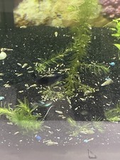 50 MYLASIAN Trumpet Snails FREE SHIPPING 2 Mystery Live Plants