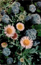 Tichnor Bros., Boston 15, Mass. Postcard