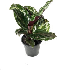 Calathea Medallion - Live Plants in 4 Inch Pots - Calathea Roseopicta