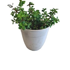 Dwarf Jade Plant - Portulacaria Afra - Green Broadleaf in White Pot 6"