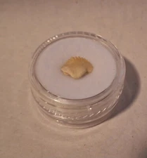 Ginglymostoma sp. Nurse Shark Tooth Uncommon Megalodon Era Fossil Teeth