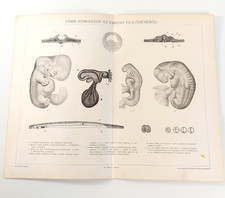 Antique Scientific Illustration Print of human embryonic development 19th cent.