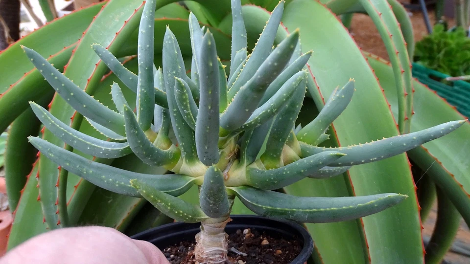 ALOE RAMOSISSIMA cactus kakteen cacti caudex plante grasse succulenten 6 - Photo 2/4