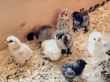6+Silkie  Hatching Eggs +a Few For Good Luck. 