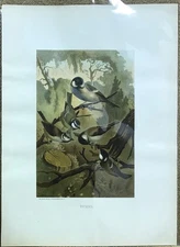 Chromolithograph Circa 1880's L. Prang/Selmar Hess - TITMICE