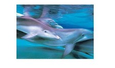 DELPHINE DOLPHINS POSTER DELPHINE UNTER WASSER
