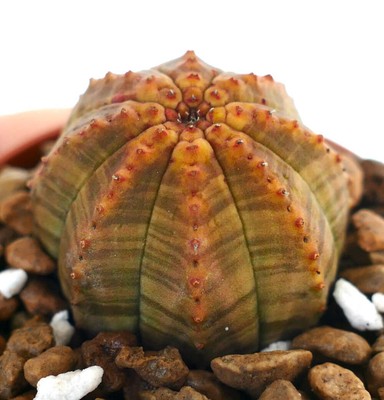 Euphorbia obesa AMAZING COLOR & PATTERN FIS01 - Baseballpflanze | Seeigelpflanze