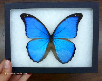 Real Framed Blue Morpho Didius Butterfly - 8x6 Riker Mount