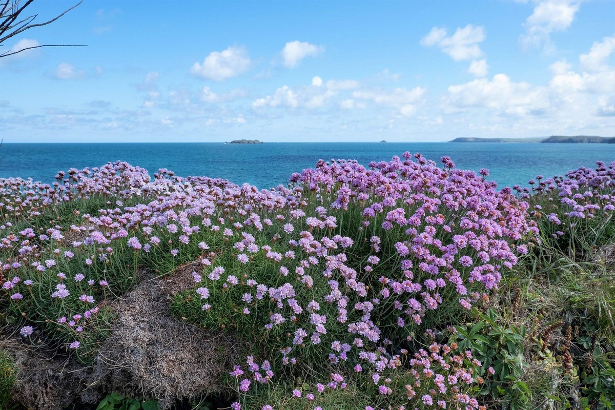 50 SEA THRIFT Armeria Maritima California Sea Pink Cliff Rose 