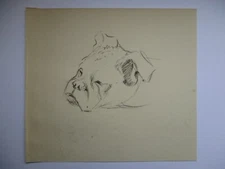 Original Dog Pencil Drawing - Unsigned Circa 1910