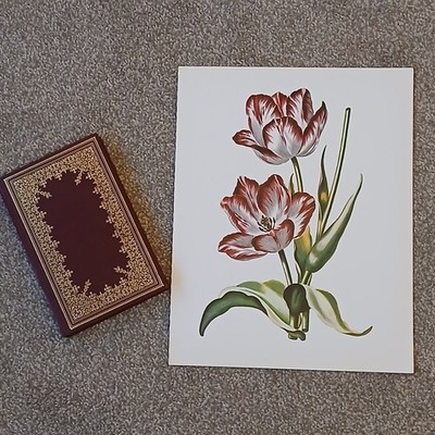 Vintage 1979 King Frederick Tulip Flower Botanical Flora Book Art Print 12x15''