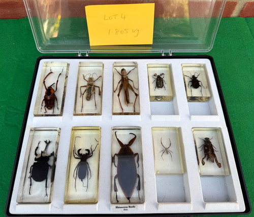 National Geographic Bugs Insects In Resin Collection Job Lot x10 (6 large) LOT 4