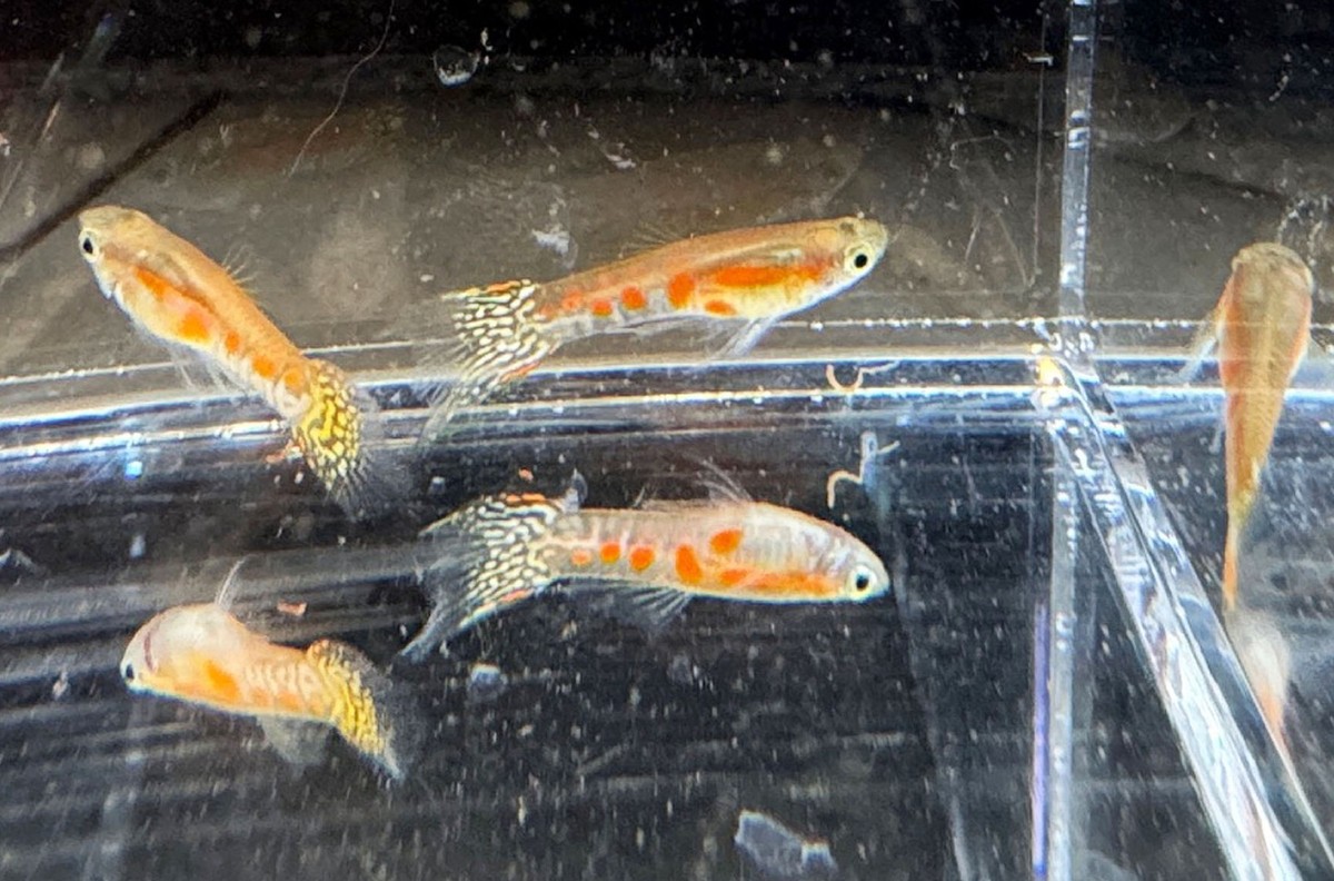 Guppies Multiple Varieties