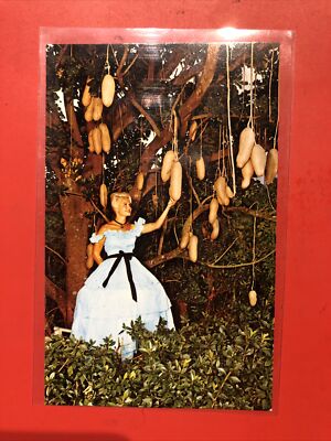 Sausage Tree ~ Cypress Garden FL beautiful blonde woman southern belle Postcard