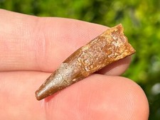 Pterosaur Flying Dinosaur Tooth Fossil Morocco Cretaceous Age Kem Kem