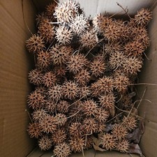 100 Sweet Gum Balls Spiked Ball Pods Gum Tree Liquidambar 