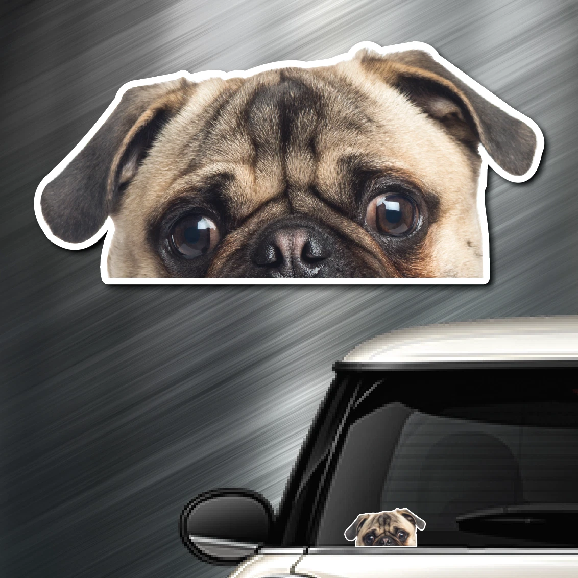 Akc pug best sale