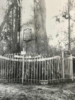 Vintage Photo The Senator Big Cypress Tree Longwood Florida