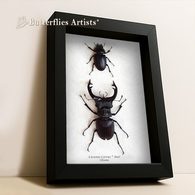 RARE Stag Beetle Lucanus Cervus Pair Framed Entomology Collectible Shadowbox