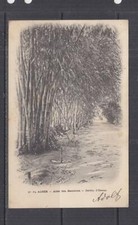 ALGERIA,1902 ppc Algiers, Bamboo Alley, Jardin d'Essais, 5c., ALGIERS to Austria