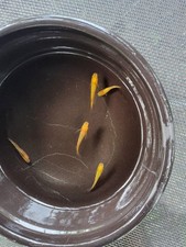 4 1 Lercris Medaka Japanese Rice Fish