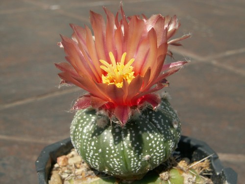 Astrophytum asterias cv. Naranja - 10 semillas, semillas - Imagen 2 de 2