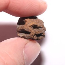 Mini METASEQUOIA PINE CONE FOSSIL - Hell Creek Formation Cretaceous Great Detail