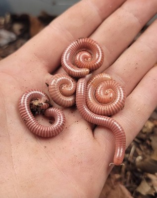 Tanzanian Earthworm Millipede (Spirostreptus brachycerus) 1 Ct
