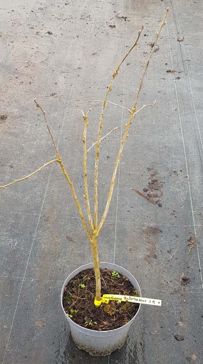 Caragana arborescens Acacia jaune arbuste brise-vue facile sans entretien pour sol sec