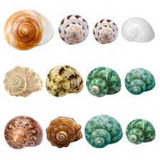 Hermit Crab Shells for Hermit Crab Accessories Beach Decorations Supplies