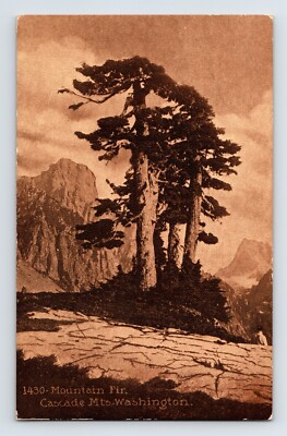 Postcard Washington Cascade Mountains WA Fir Tree Sepia 1920s Unposted Divided