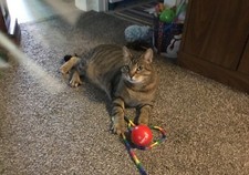 Buy a cat picture to help support cats at shelter in KY! WE NEED YOUR HELP