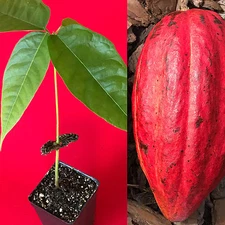 Red Theobroma Cacao Cocoa Chocolate Tropical Fruit Tree Potted Plant 7-12"
