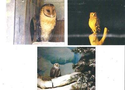 VÖGEL EULEN END OF RANGE RÄUMUNG 5 POSTKARTEN