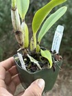 Yellow Compact Cattleya (Pot. Golden Circle x Slc. Candy Sparks) 11632 #2 — photo 10