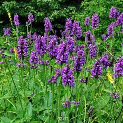 Bio Beton 50+ frische Samen, Betonica officinalis Kräuter Samen