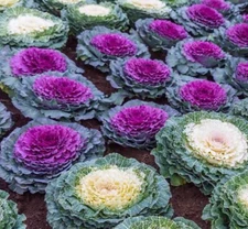 Ornamental Cabbage Seeds (Brassica Oleracea) -QTY 25 SEEDS | Beautiful Flower US