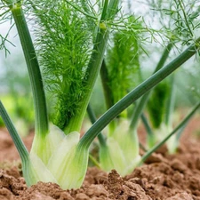 Florence Fennel Seeds | Heirloom / Non-GMO | Free Shipping | Herb Seeds | 1140