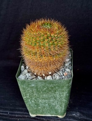Notocactus werdermannianus, cactus plant