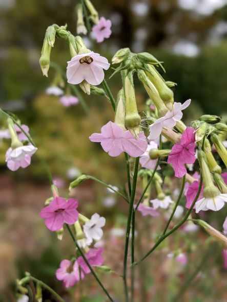 Nicotiana mutabilis Colour Changing Tobacco Plant X 200 SEEDS
