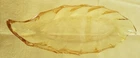 Vintage Yellow Heisey Depression Glass Leaf Shaped Relish/Pickle Bowl Dish