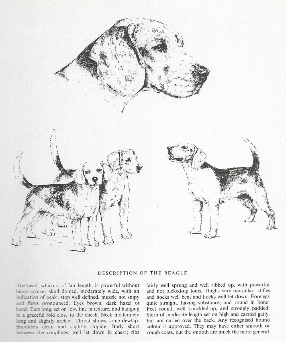 Beagle Sketch CUSTOM MATTED 1963 Vintage Dog Art Print